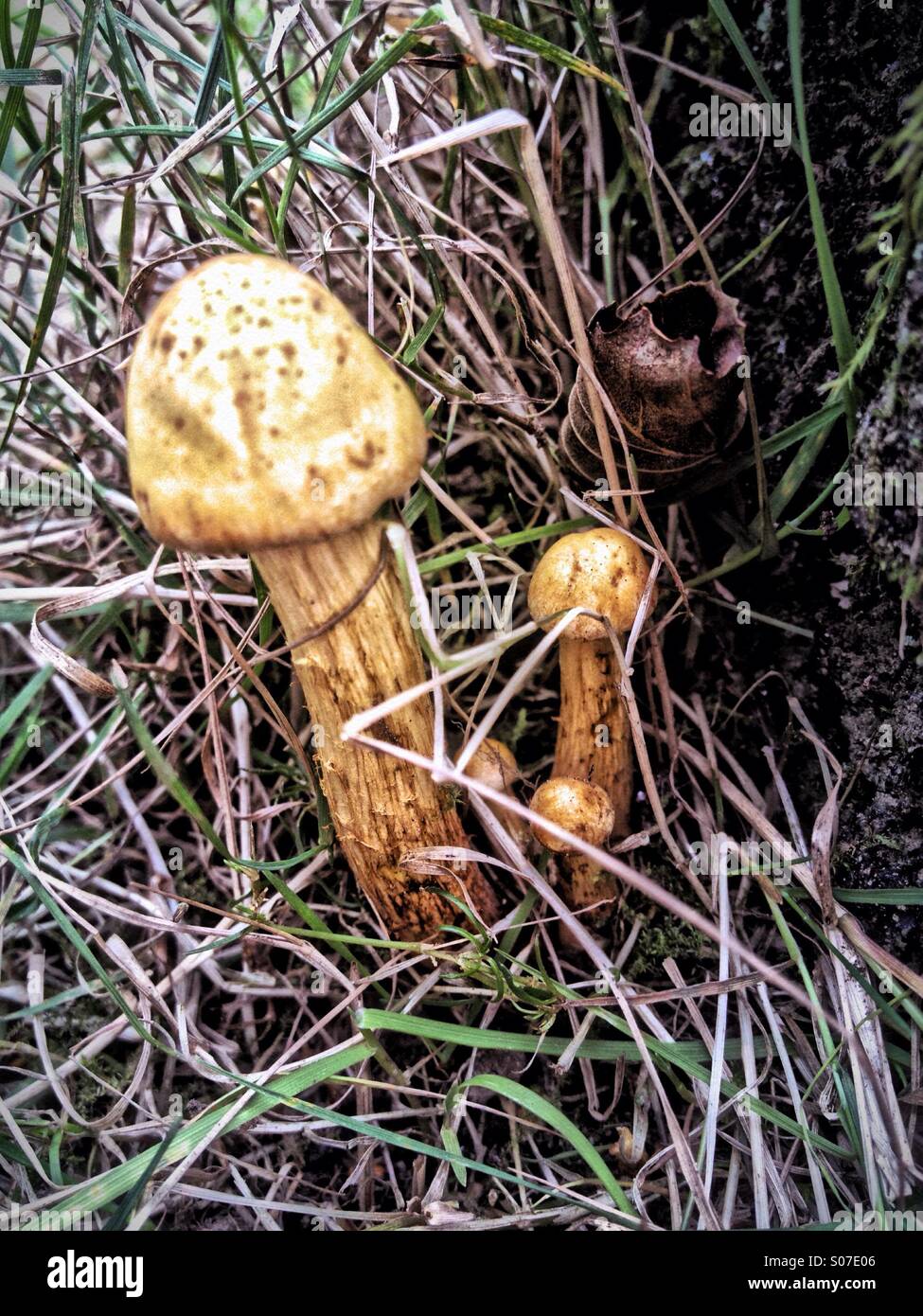 Mushrooms in woodland - Smartphone Captured Stock Image