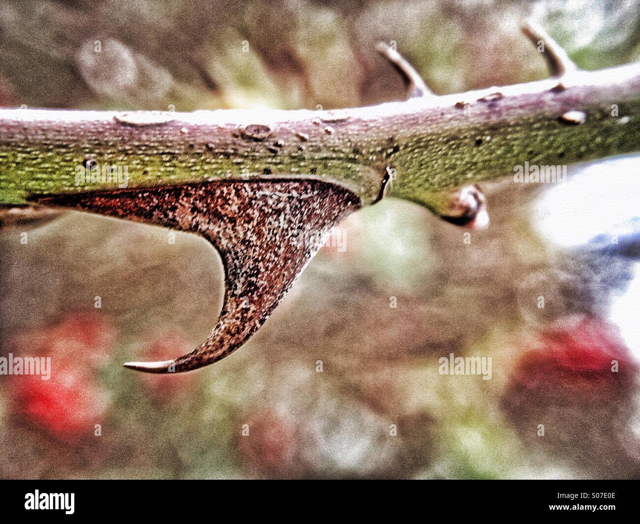 Rose thorn - Smartphone Captured Stock Image