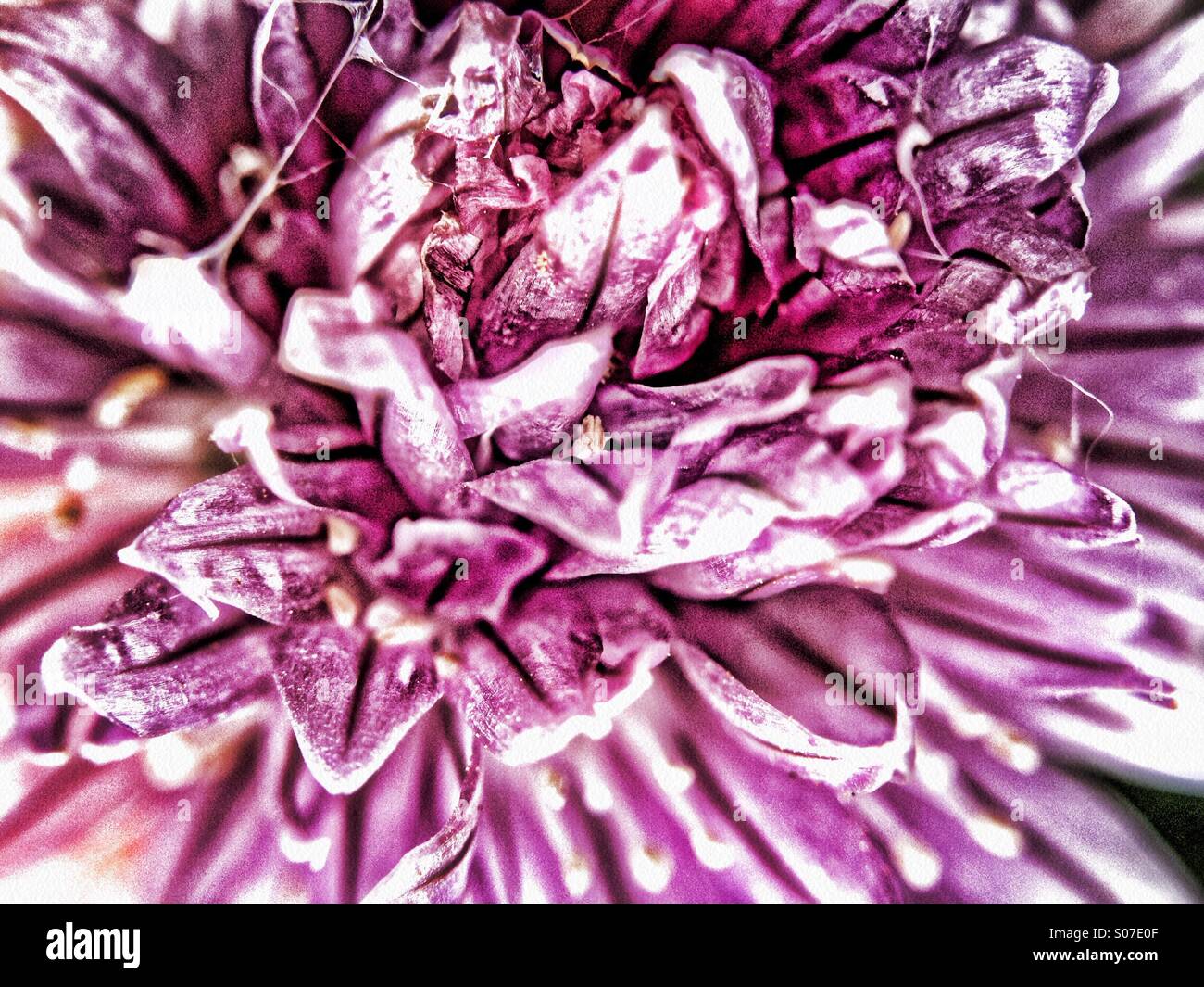 Chive flower head - Smartphone Captured Stock Image