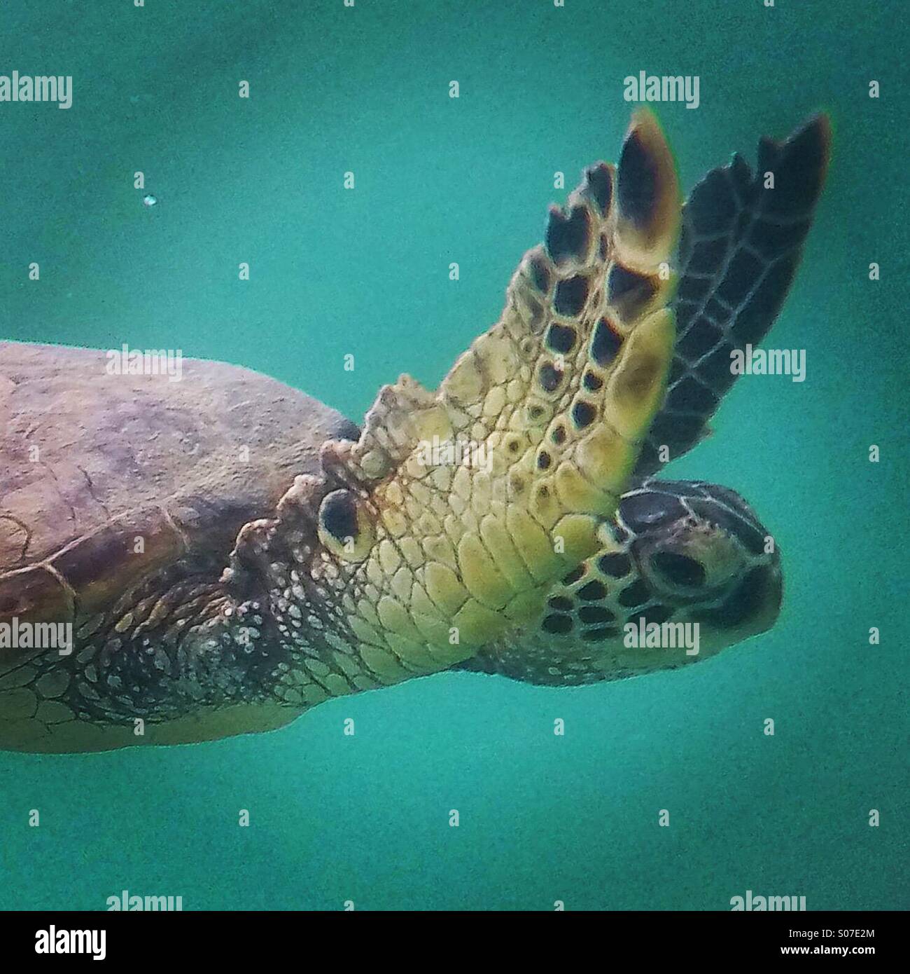 Honu Sea Turtle - Smartphone Captured Stock Image