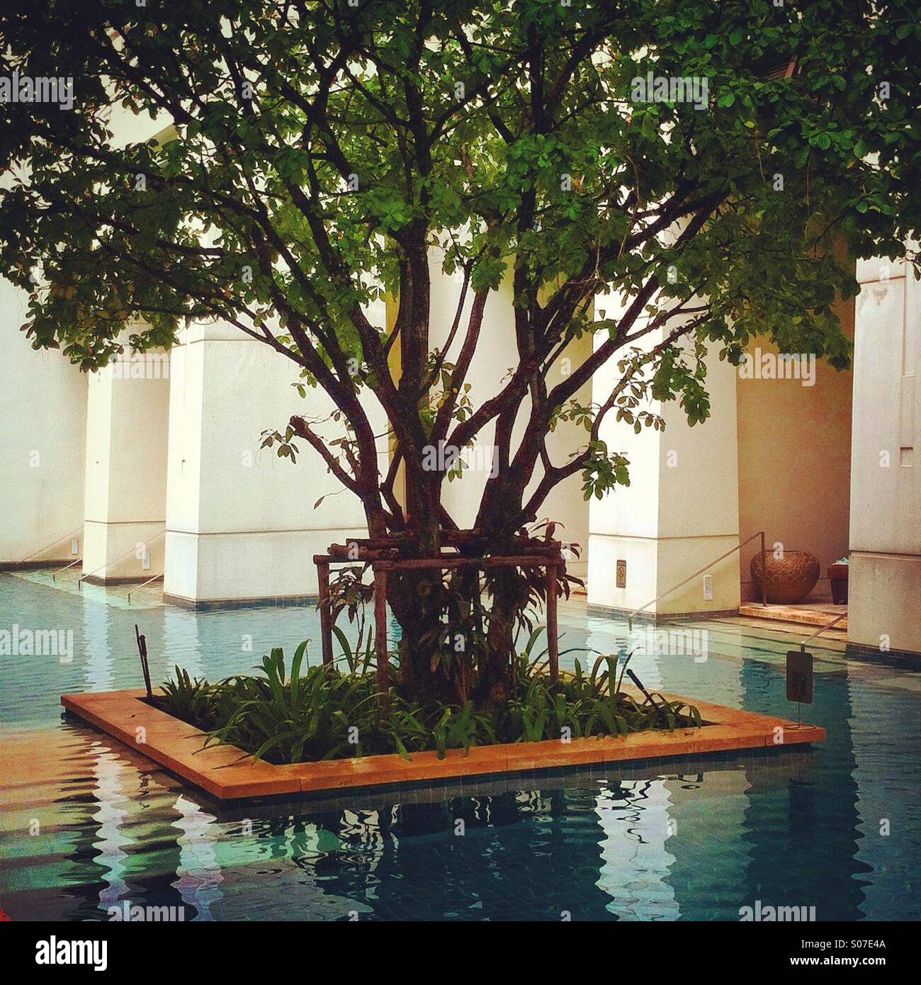 Tree in the middle of the swmming pool - Smartphone Captured Stock Image