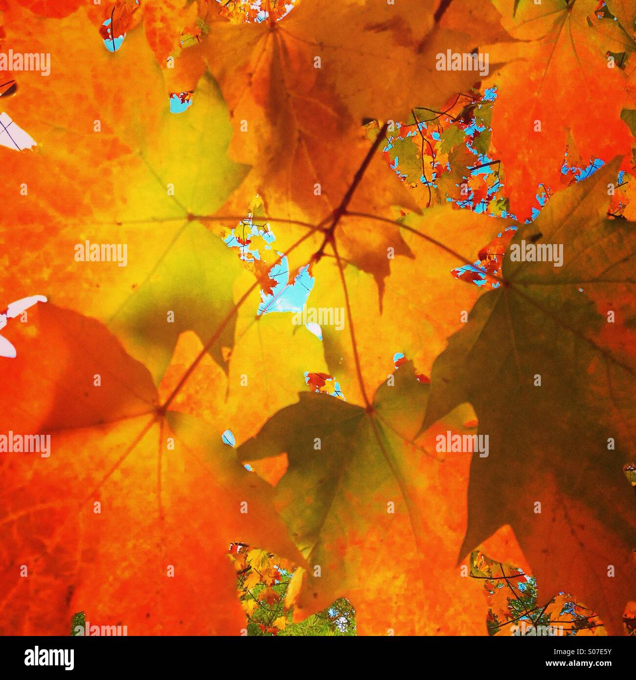 Autumn Maple leaves - Smartphone Captured Stock Image