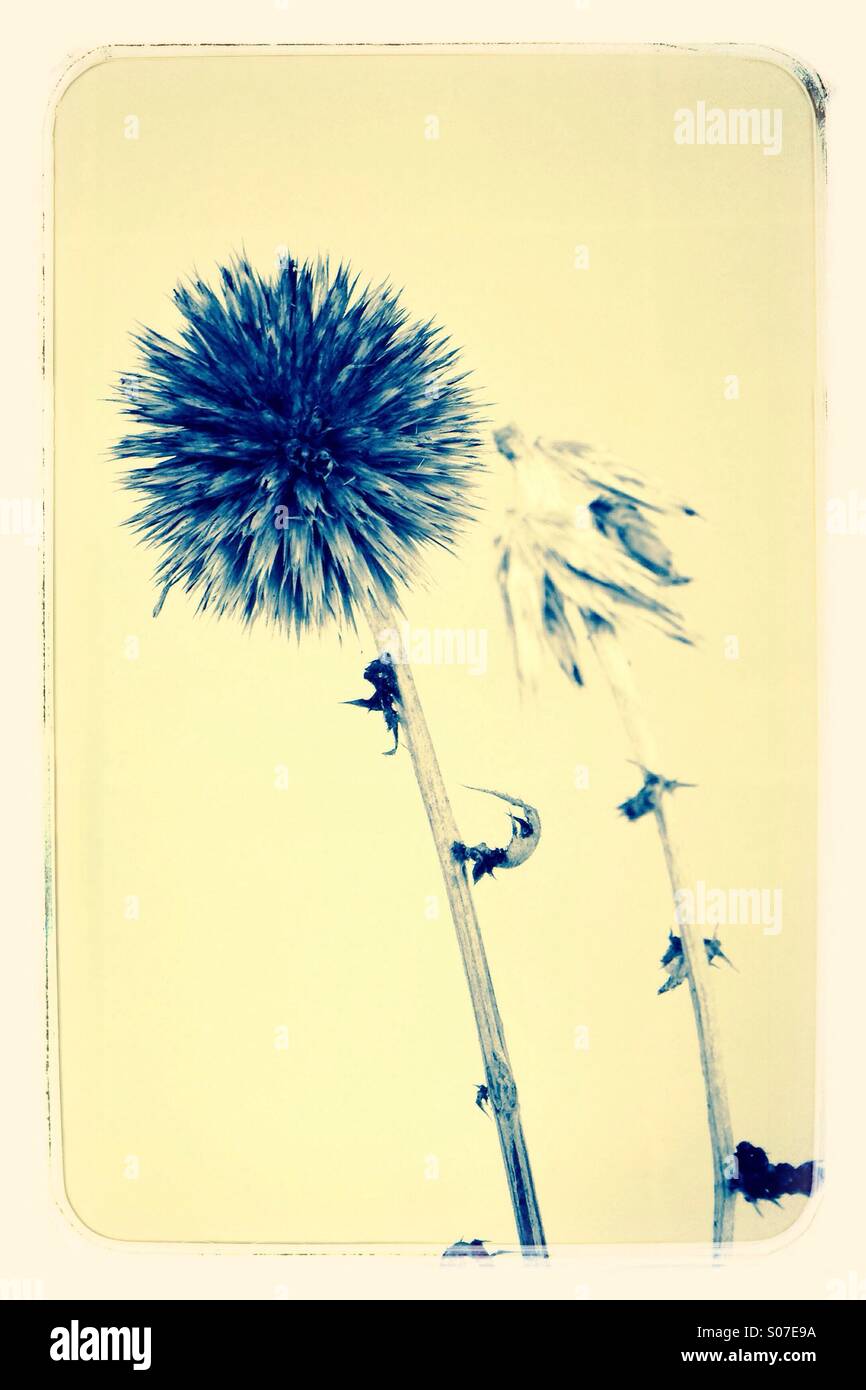 Autumn Seed Head - Smartphone Captured Stock Image