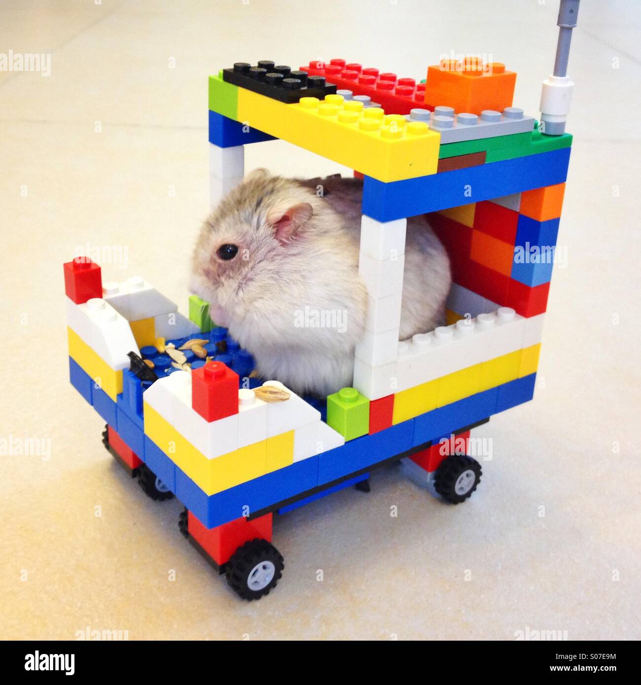 A hamster with his DIY toy car Stock Photo - Alamy
