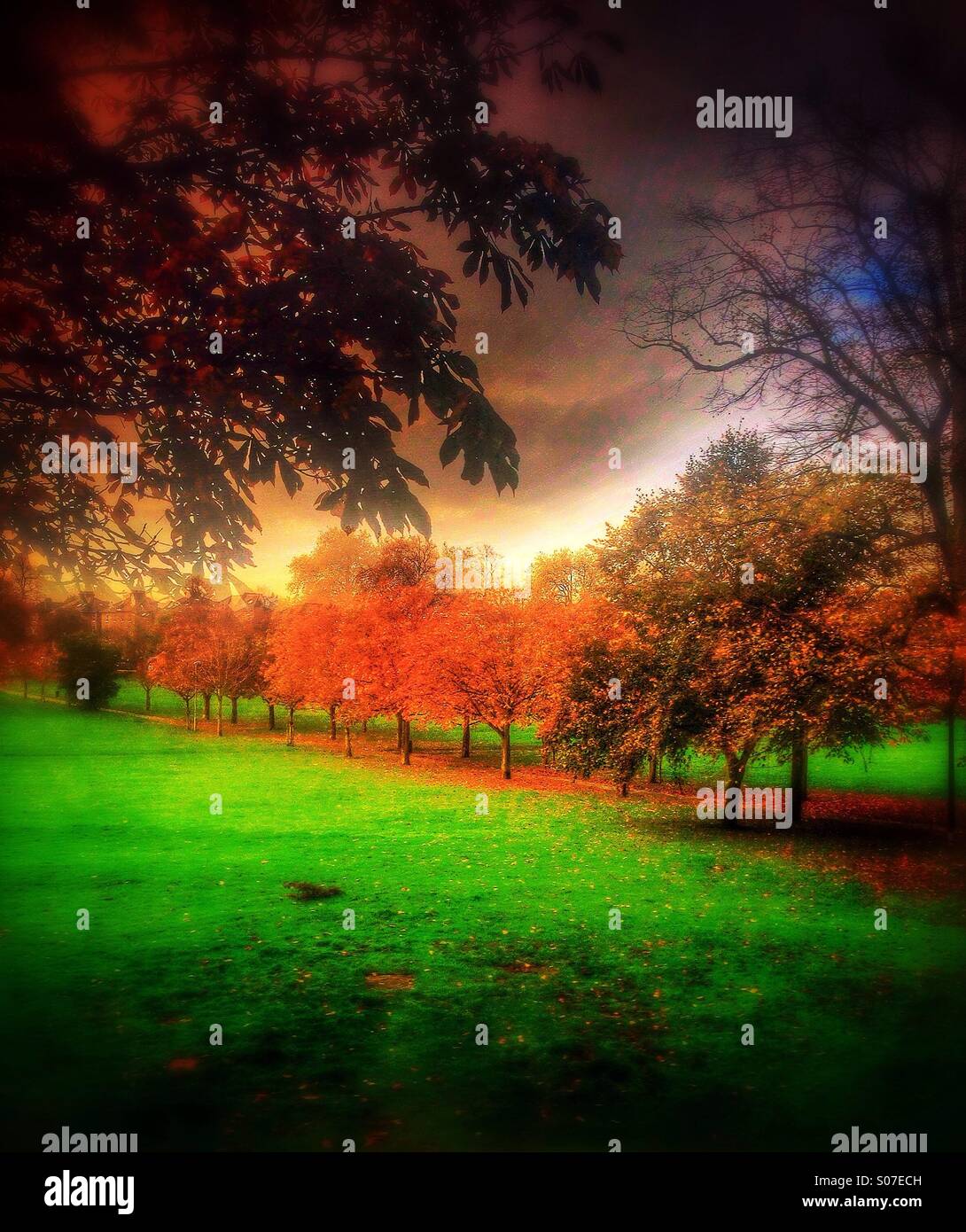 Autumn in the Rye - Smartphone Captured Stock Image