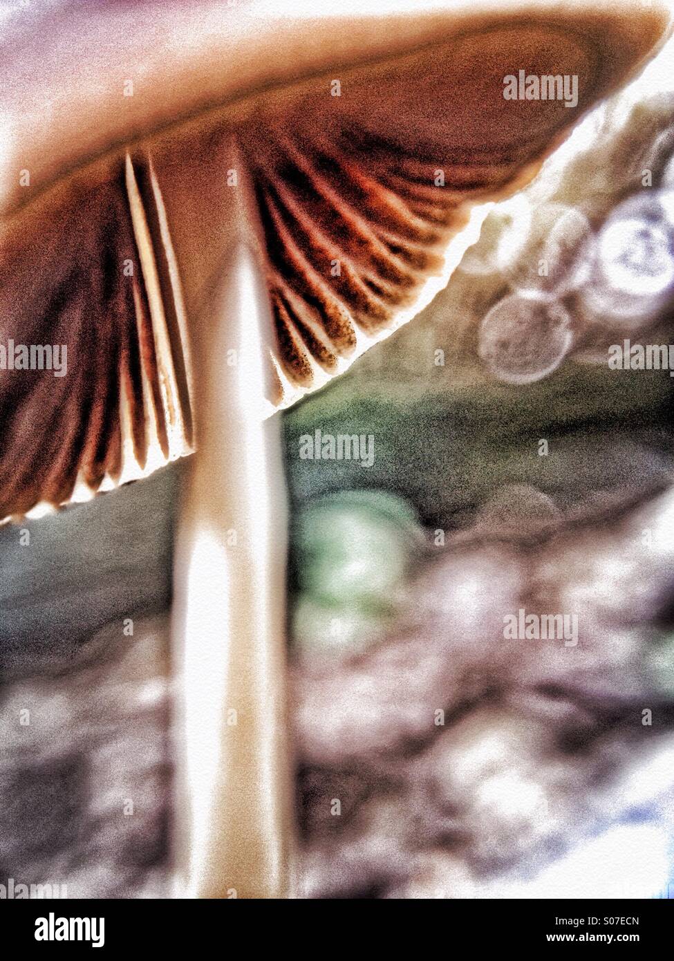 Mushroom - Smartphone Captured Stock Image