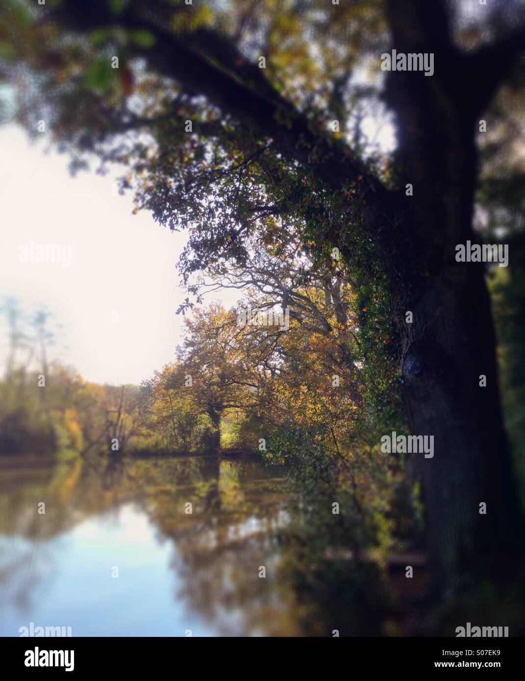 Reflections - Autumn tree by lake Stock Photo