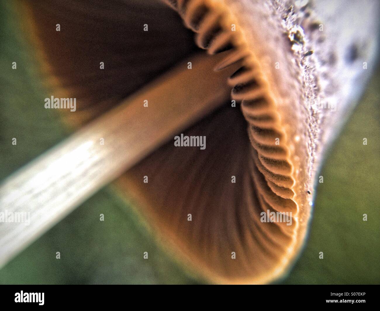 Mushroom - Smartphone Captured Stock Image