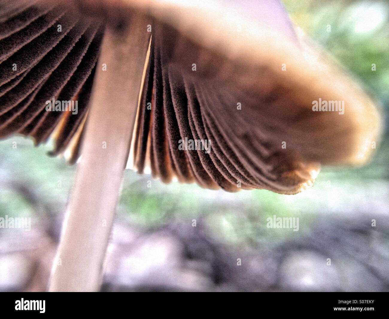 Mushroom - Smartphone Captured Stock Image