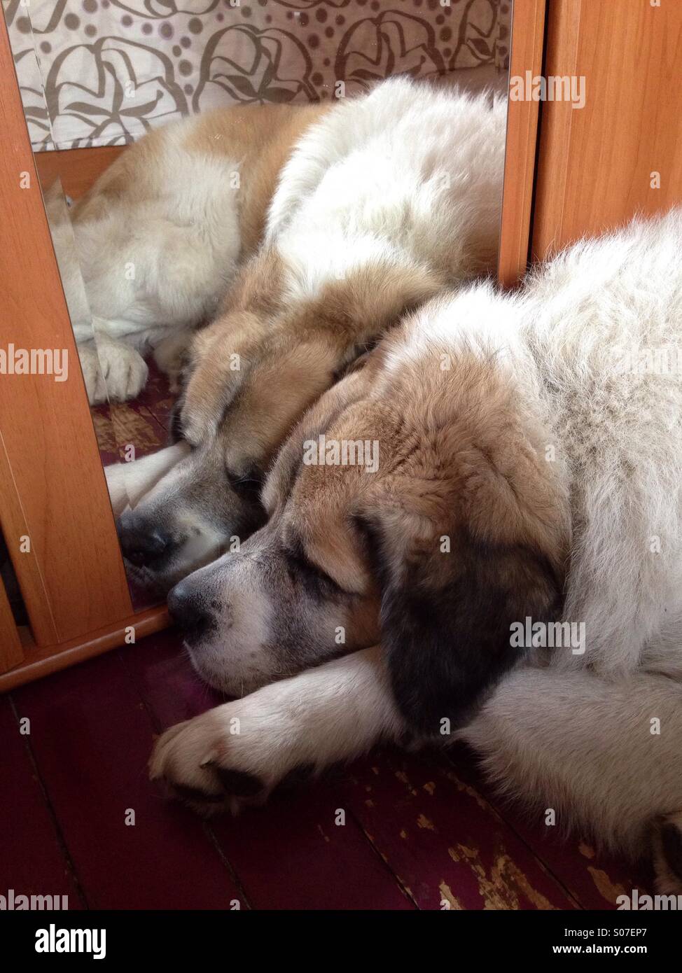 A dog sleeping in front of mirror Stock Photo Alamy