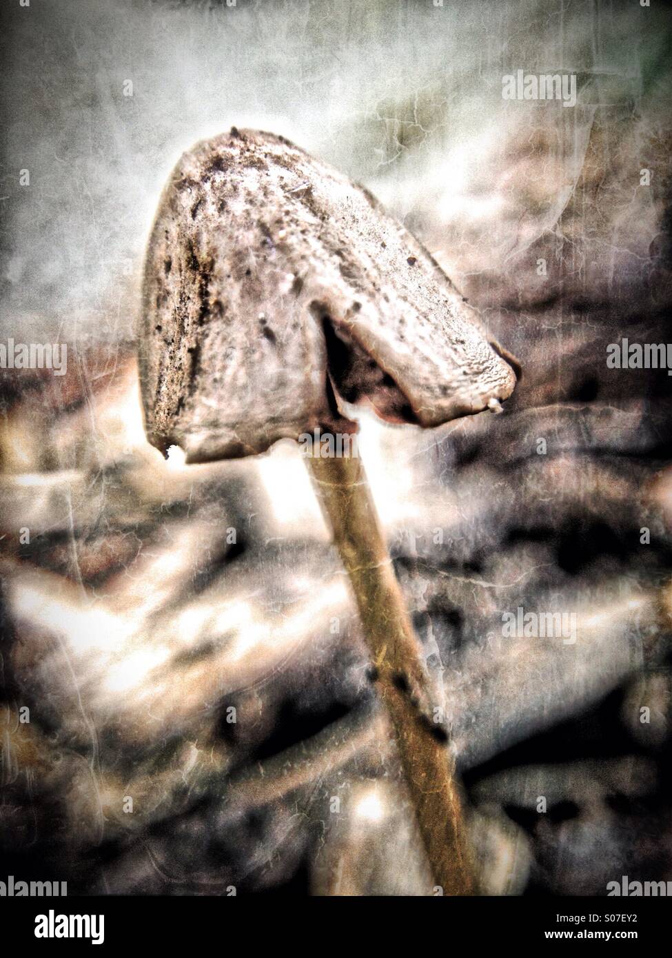 Mushroom - Smartphone Captured Stock Image