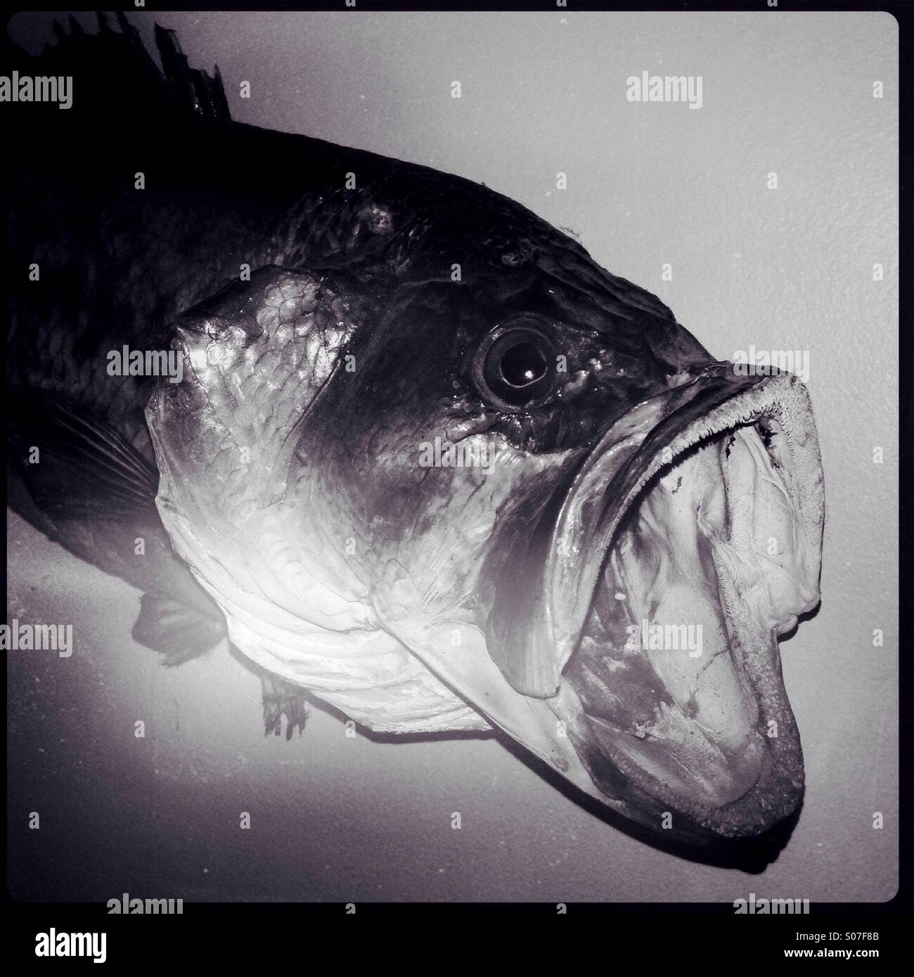 Largemouth bass (Micropterus salmoides) with mouth wide open - Smartphone Captured Stock Image
