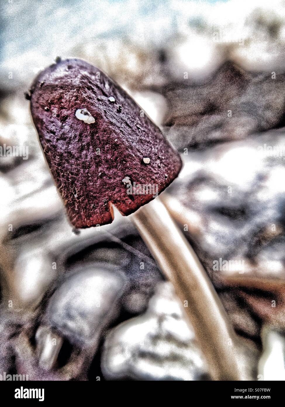 Mushroom - Smartphone Captured Stock Image