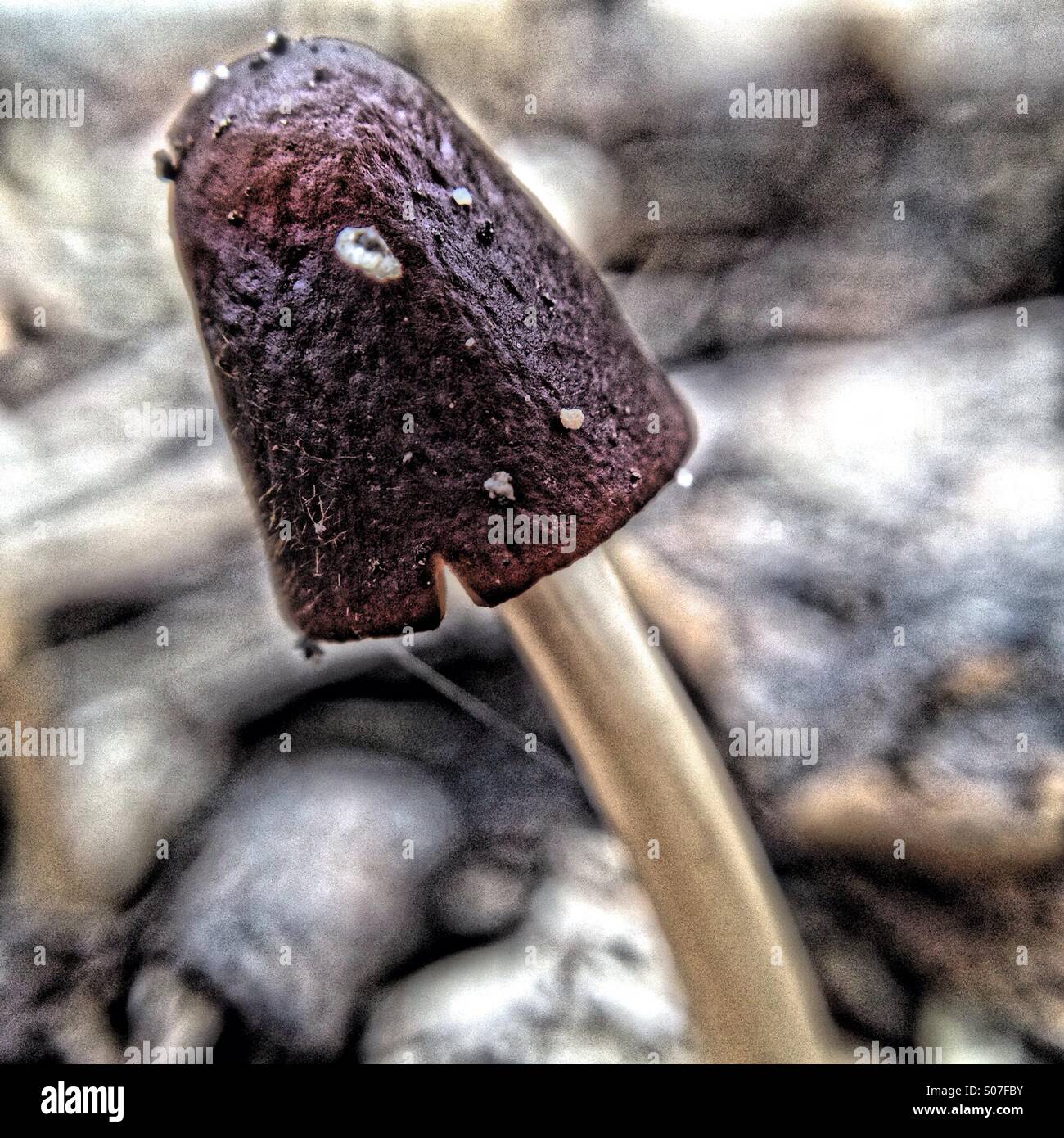 Mushroom - Smartphone Captured Stock Image
