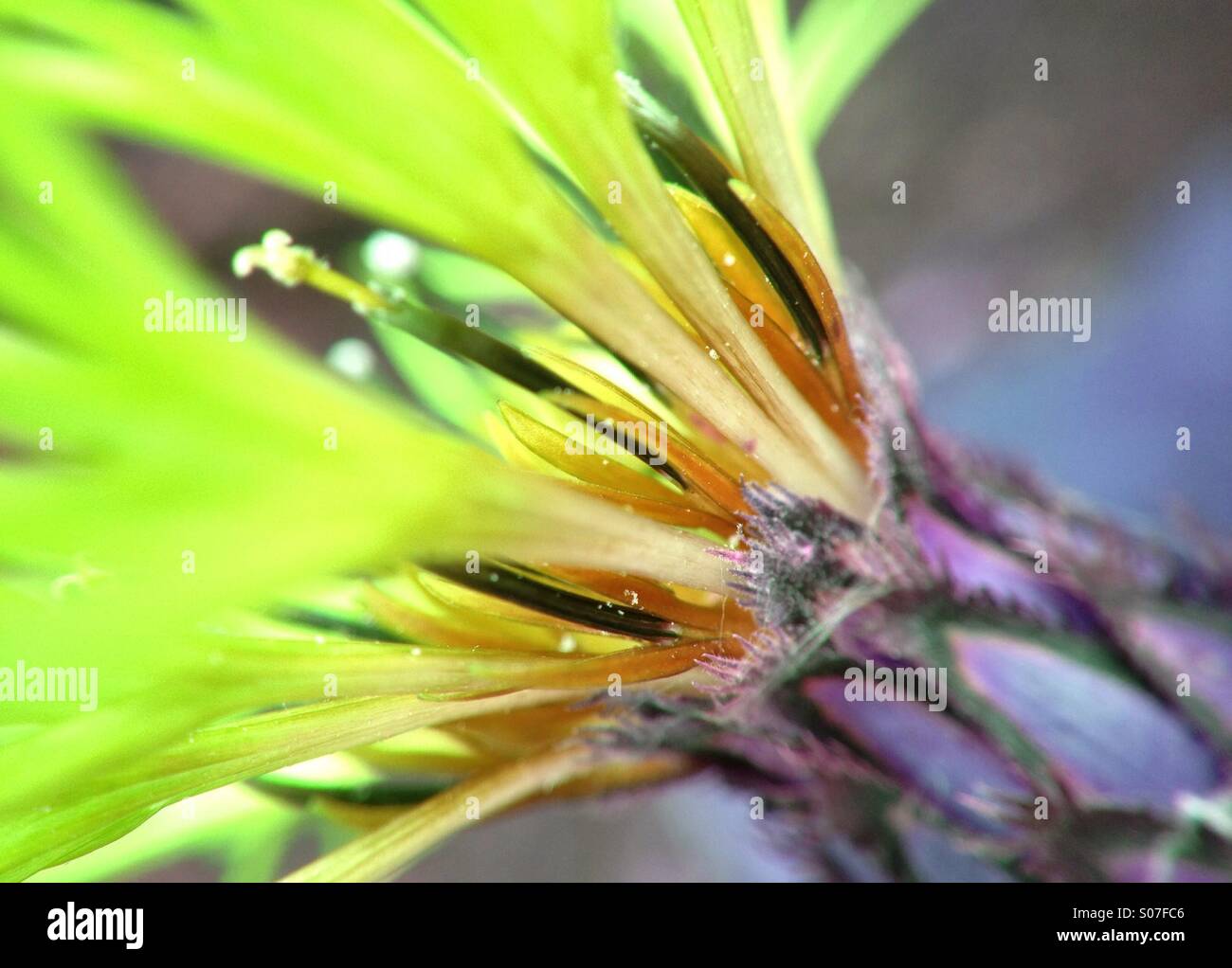 Colour effect on knapweed flower - Smartphone Captured Stock Image