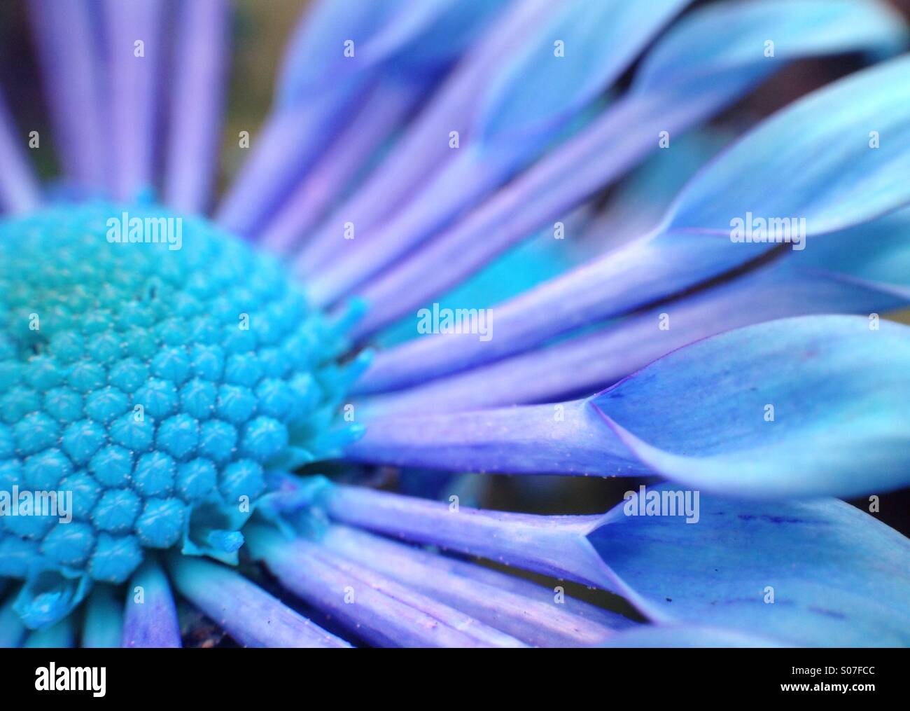 Colour effect on chrysanthemum Stock Photo Alamy