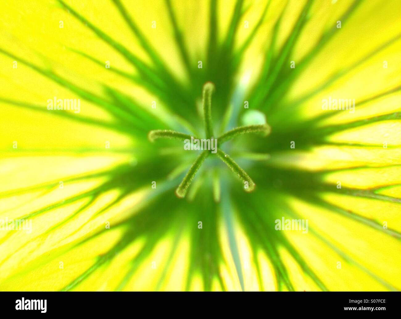 Colour effect on erodium flower Stock Photo