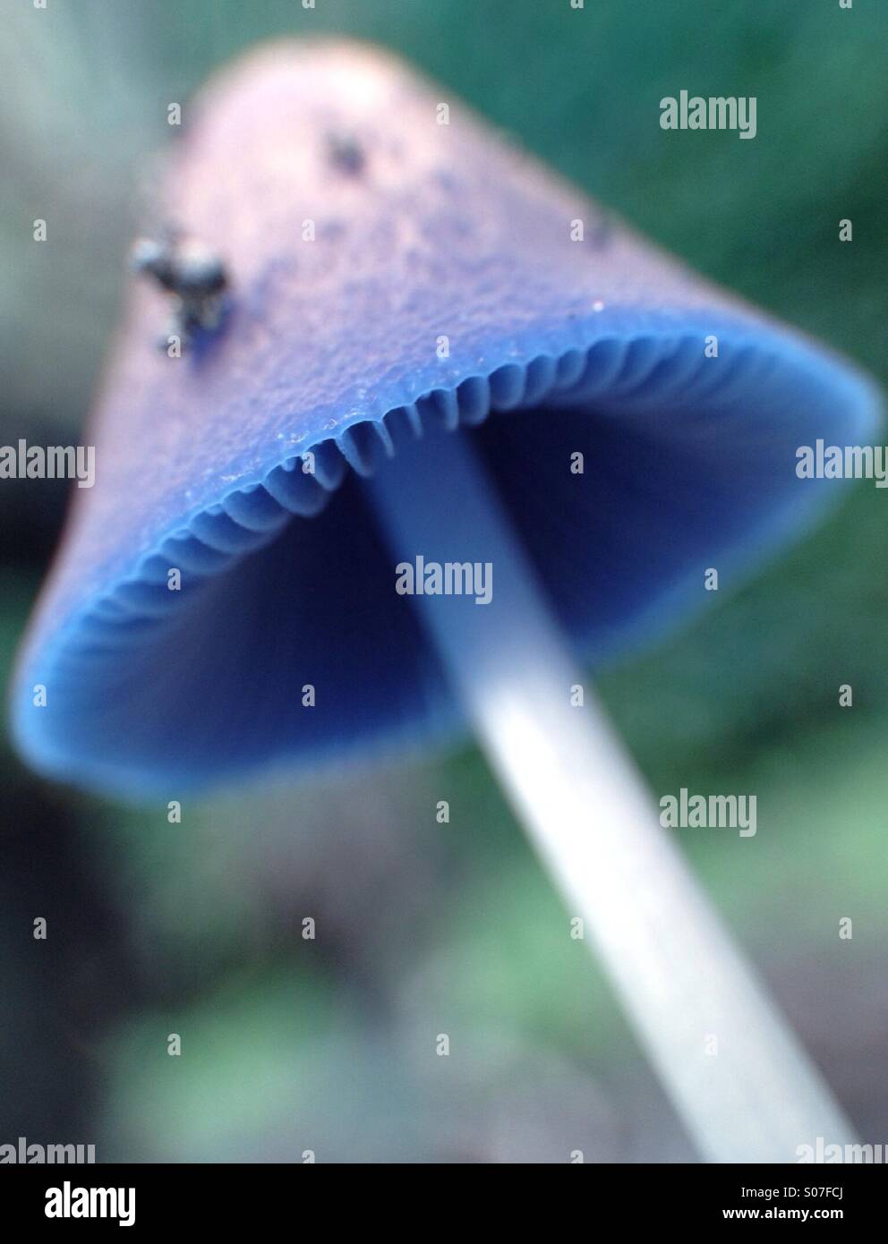 Colour effect on mushroom - Smartphone Captured Stock Image