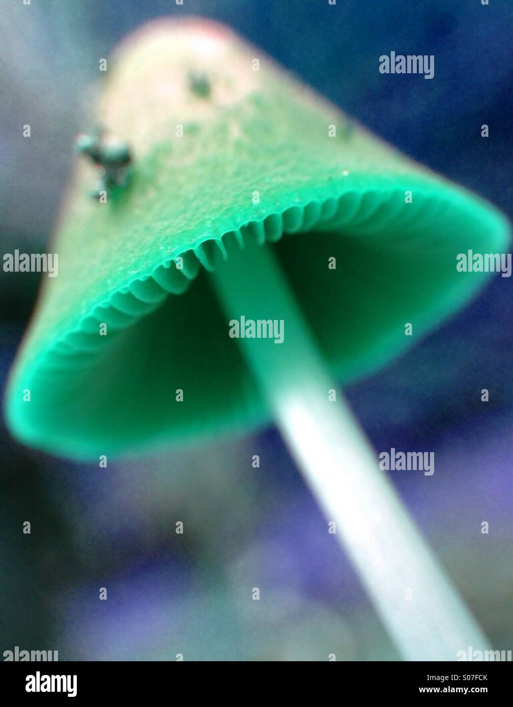 Colour effect on mushroom - Smartphone Captured Stock Image