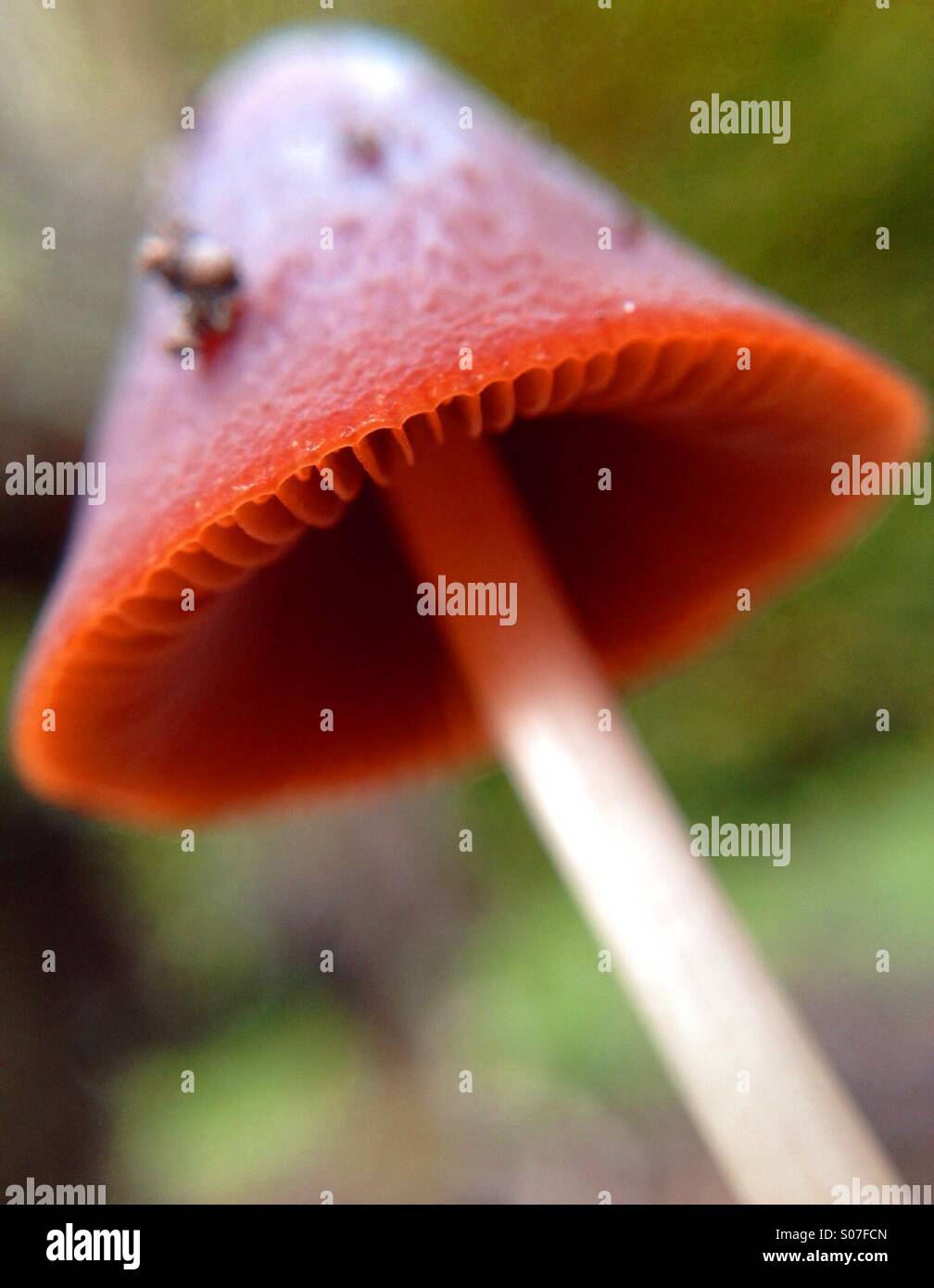 Colour effect on mushroom - Smartphone Captured Stock Image