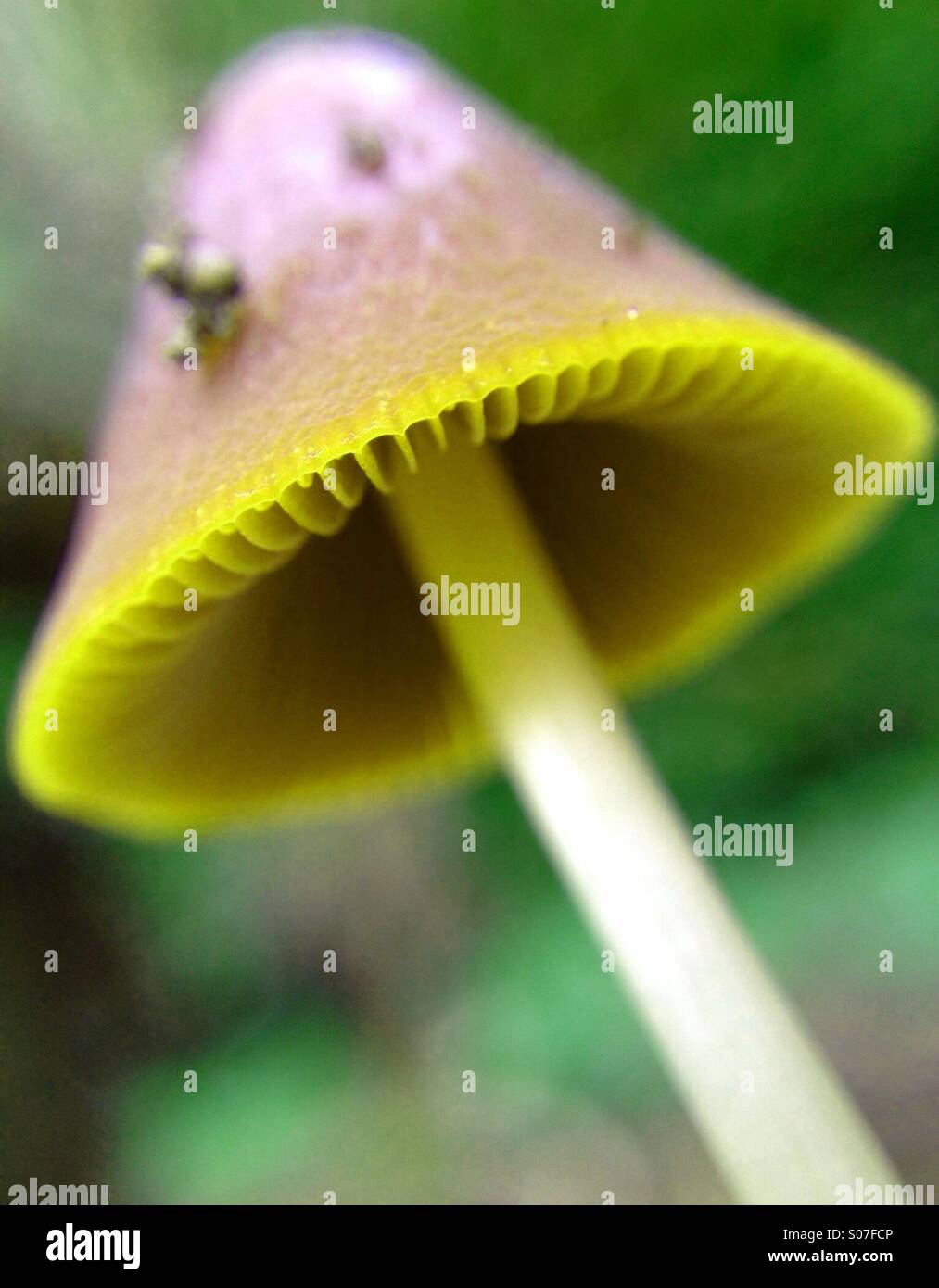 Colour effect on mushroom - Smartphone Captured Stock Image