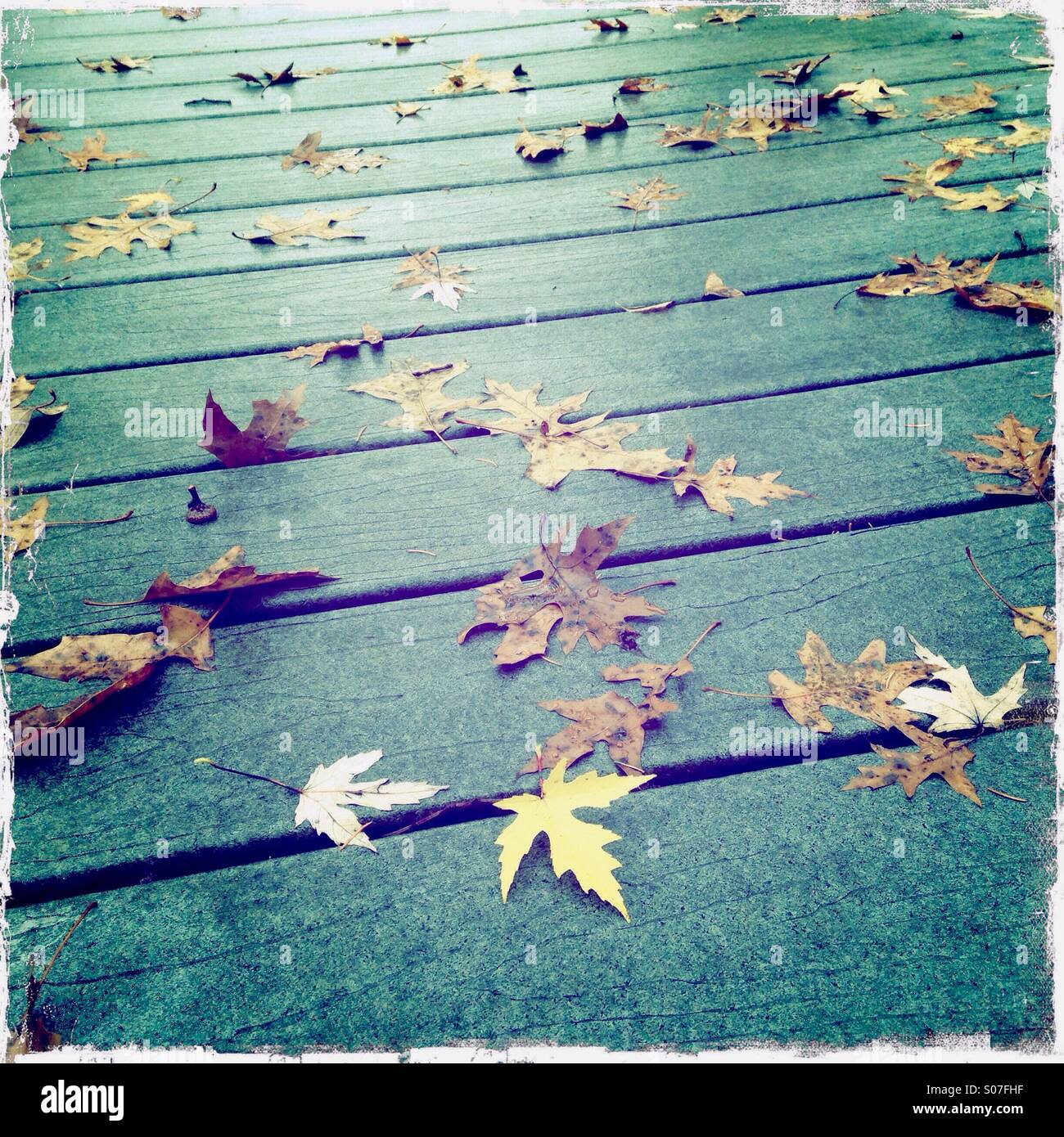 A single yellow maple leaf laying on a wooden deck - Smartphone Captured Stock Image