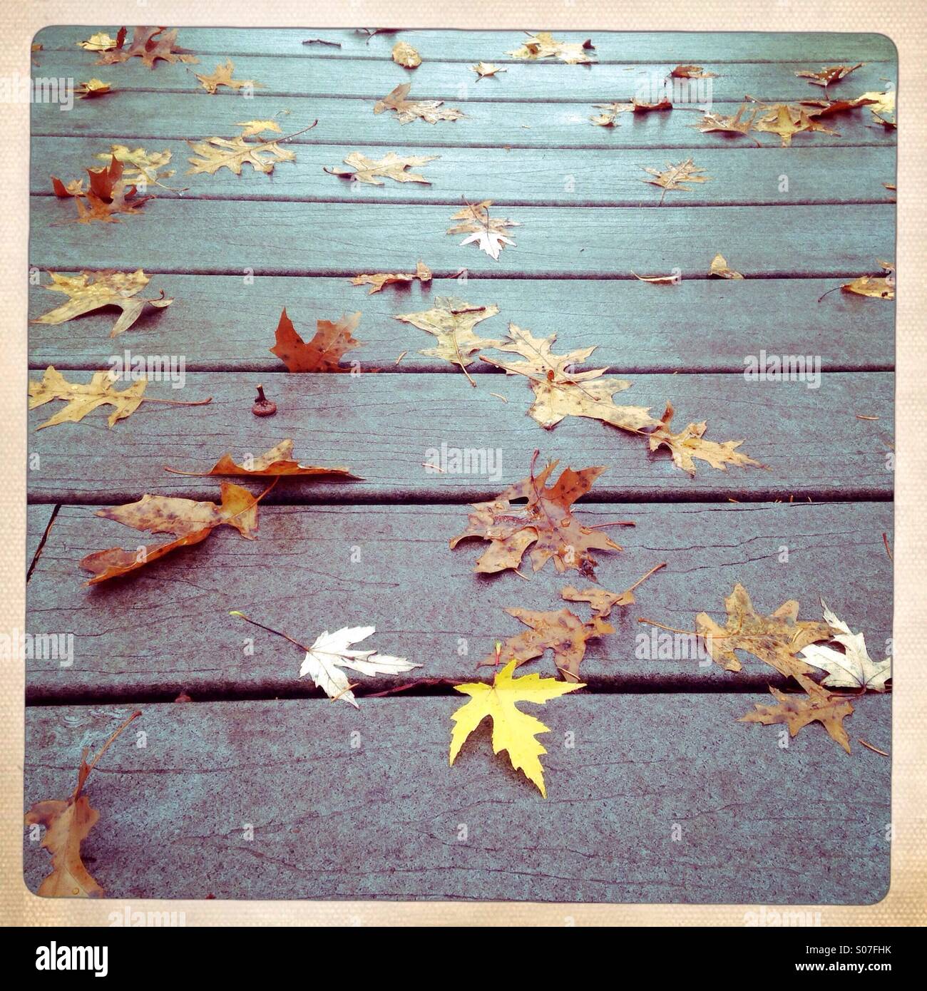 A single yellow maple leaf laying on a deck - Smartphone Captured Stock Image