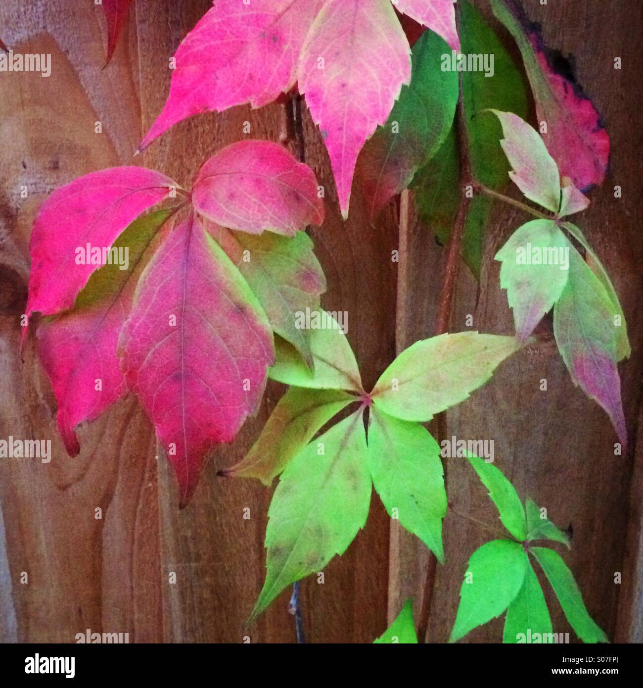 Autumnal colours on leaves - Smartphone Captured Stock Image