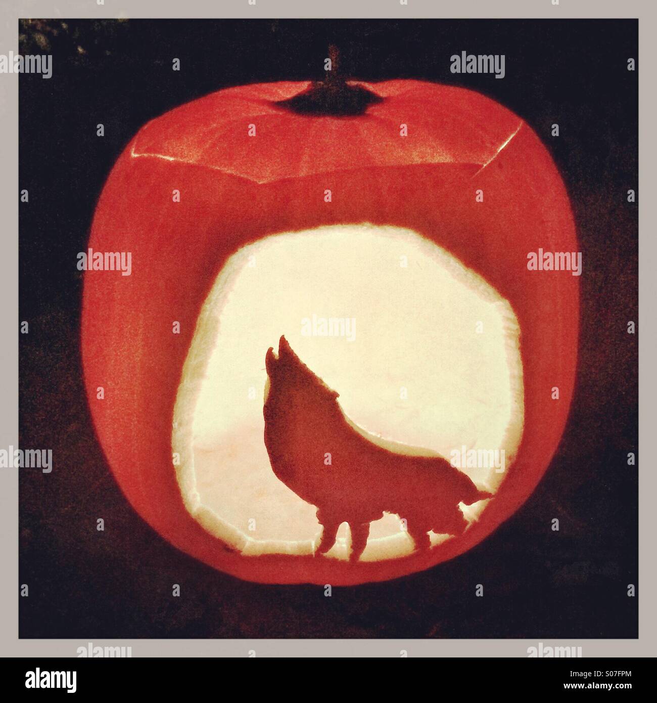 A carved out pumpkin showing a wolf. - Smartphone Captured Stock Image