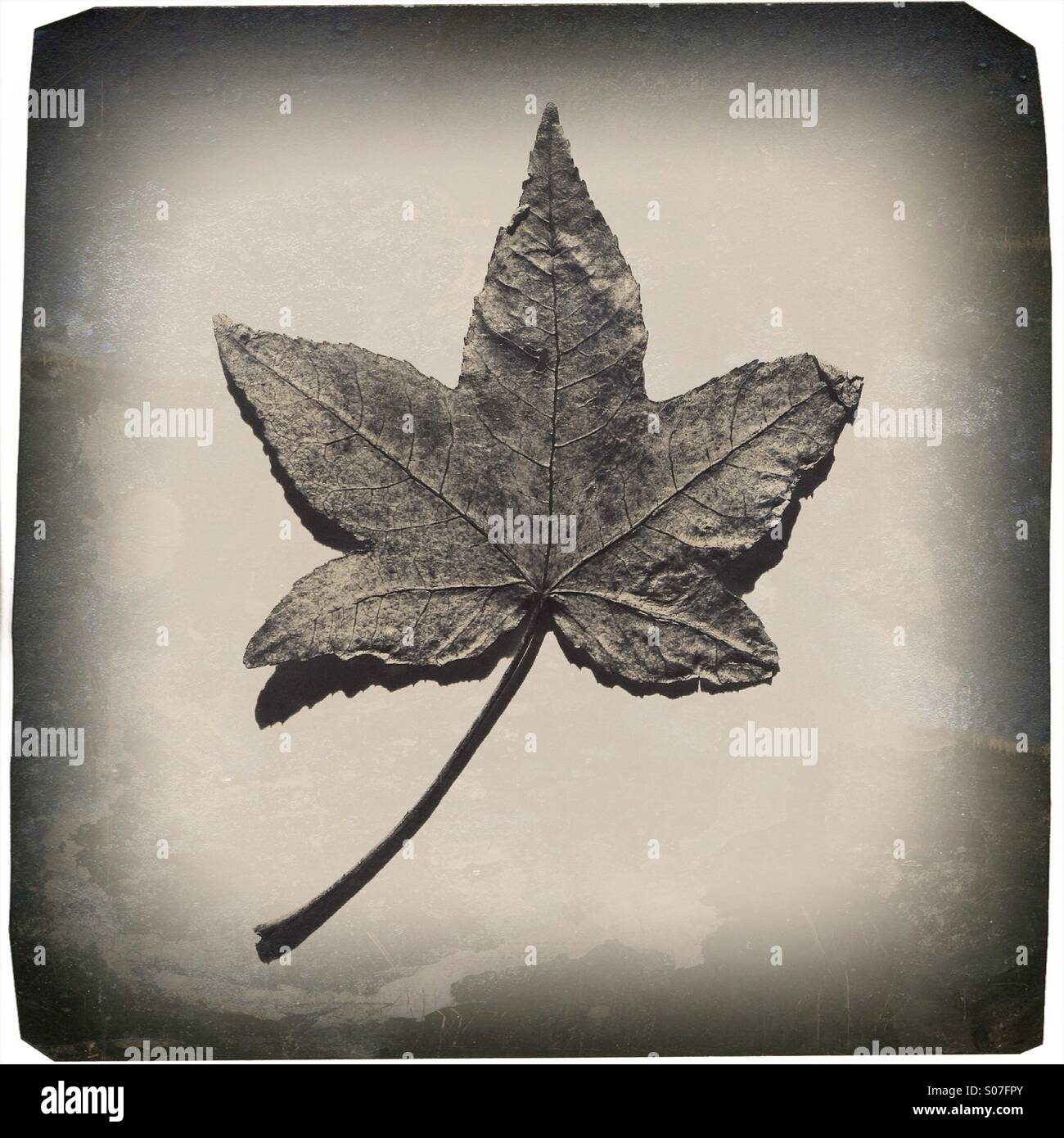 A dry leaf Stock Photo - Alamy