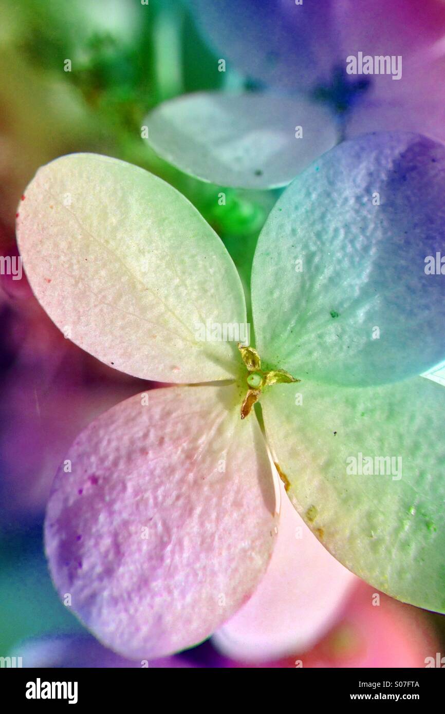 Hydrangea Effects Colour effect on hydrangea Stock Photo - Alamy