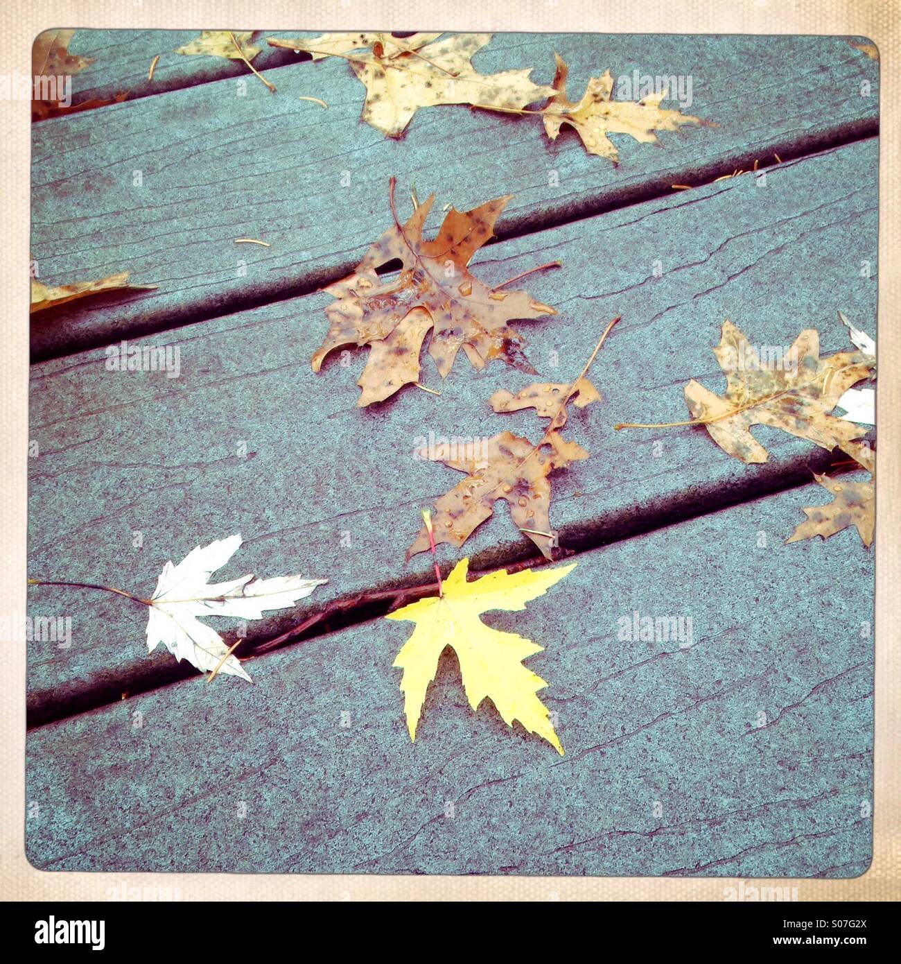 A single yellow maple leaf on a wooden deck - Smartphone Captured Stock Image