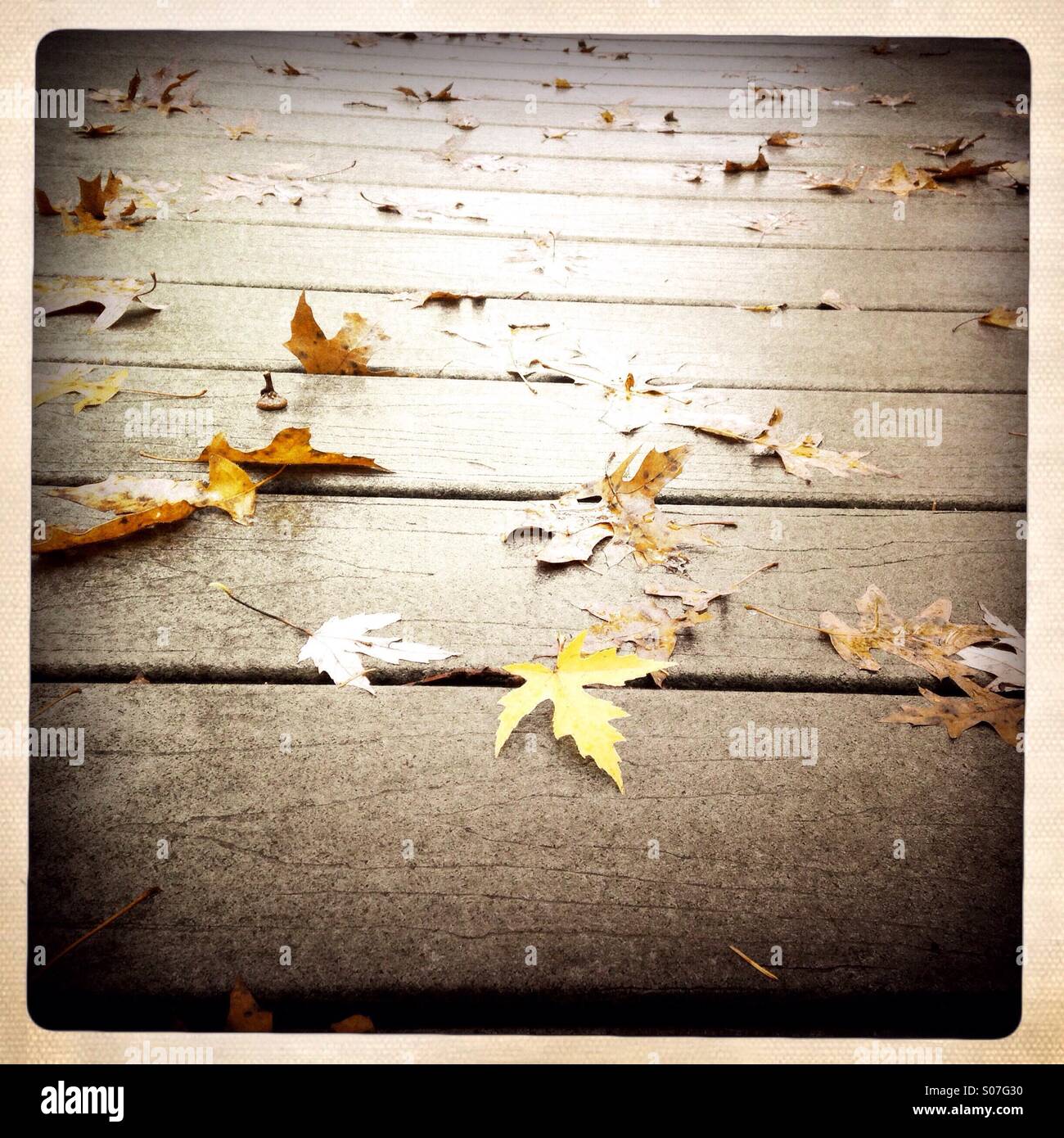 A single yellow maple leaf on a wooden deck - Smartphone Captured Stock Image