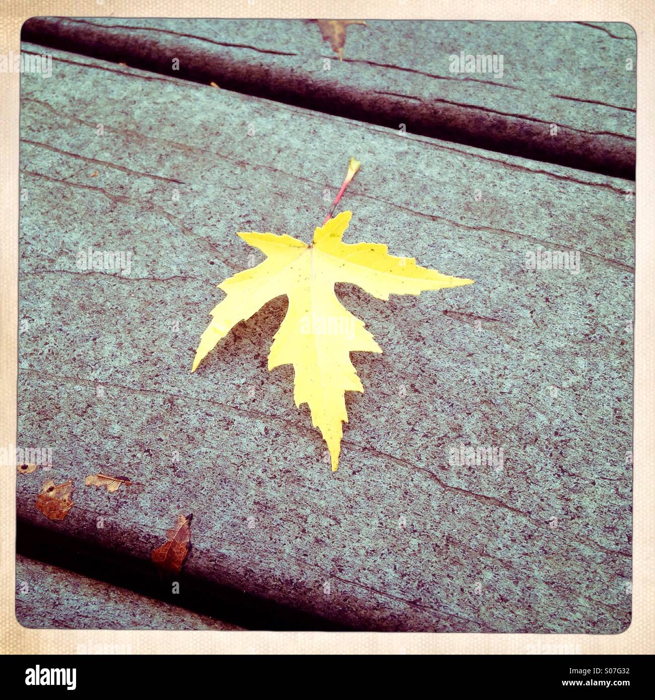 A single yellow maple leaf on a wooden deck - Smartphone Captured Stock Image