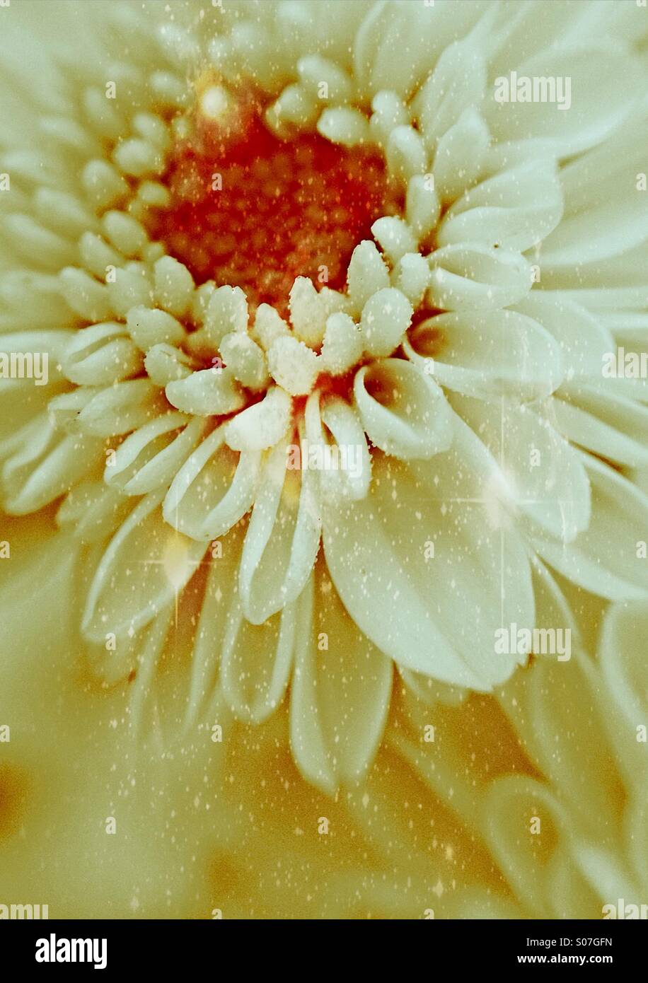 Close up of a chrysanthemum Stock Photo