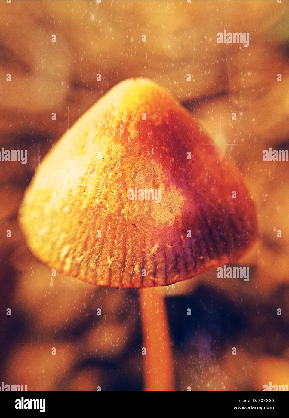 Close up of a wild mushroom Stock Photo