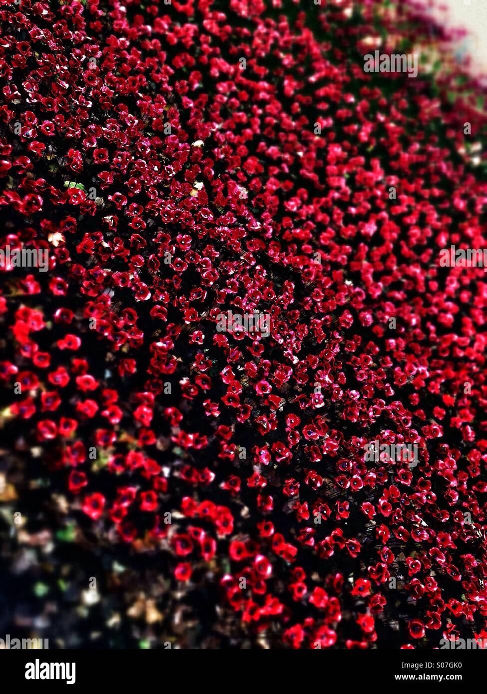 Abstract tilt-shift detail of Blood Swept Lands and Seas of Red ceramic poppies installation by Paul Cummins, Tower of London, red miniatures - Smartphone Captured Stock Image