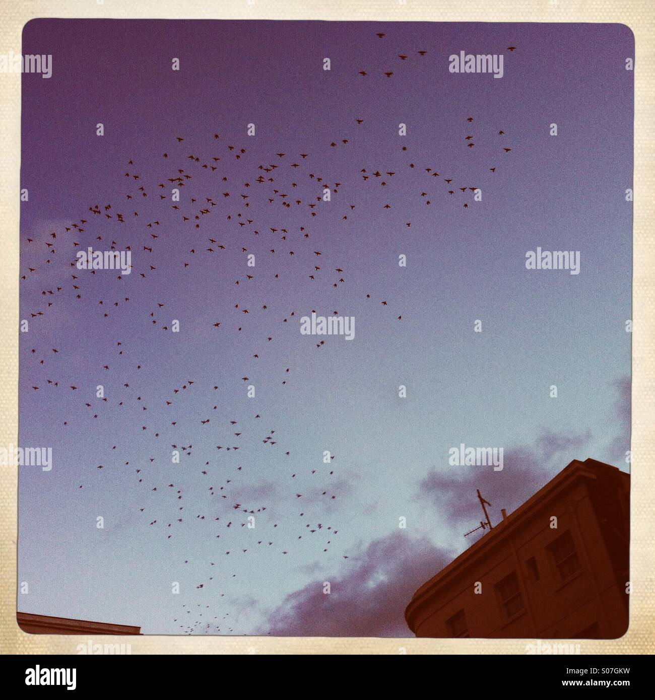 Starlings in flight - Smartphone Captured Stock Image