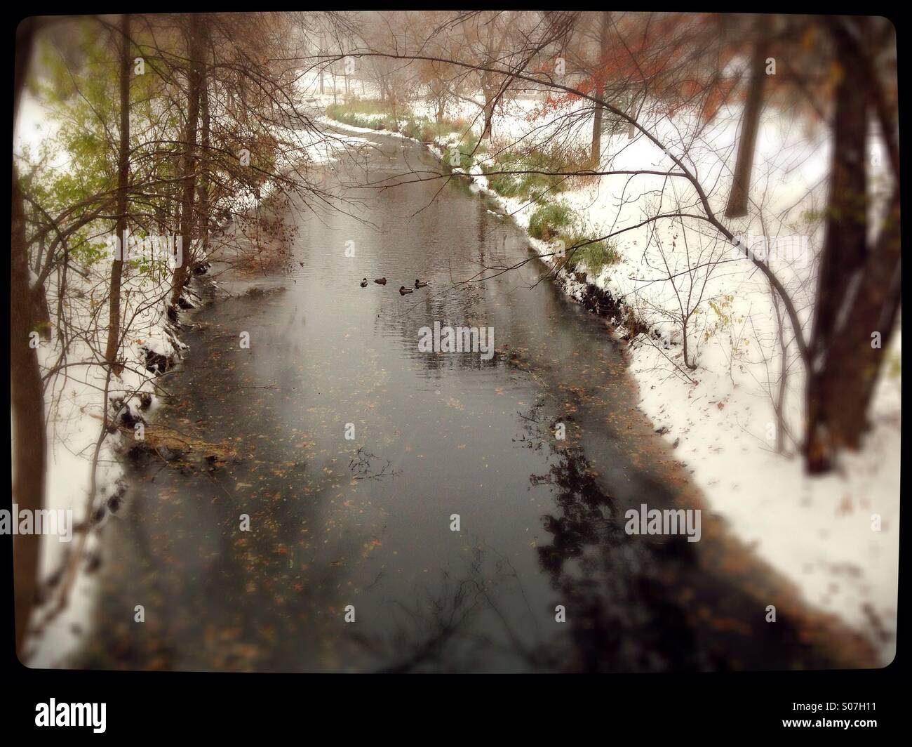 Ducks on a creek in winter. Stock Photo