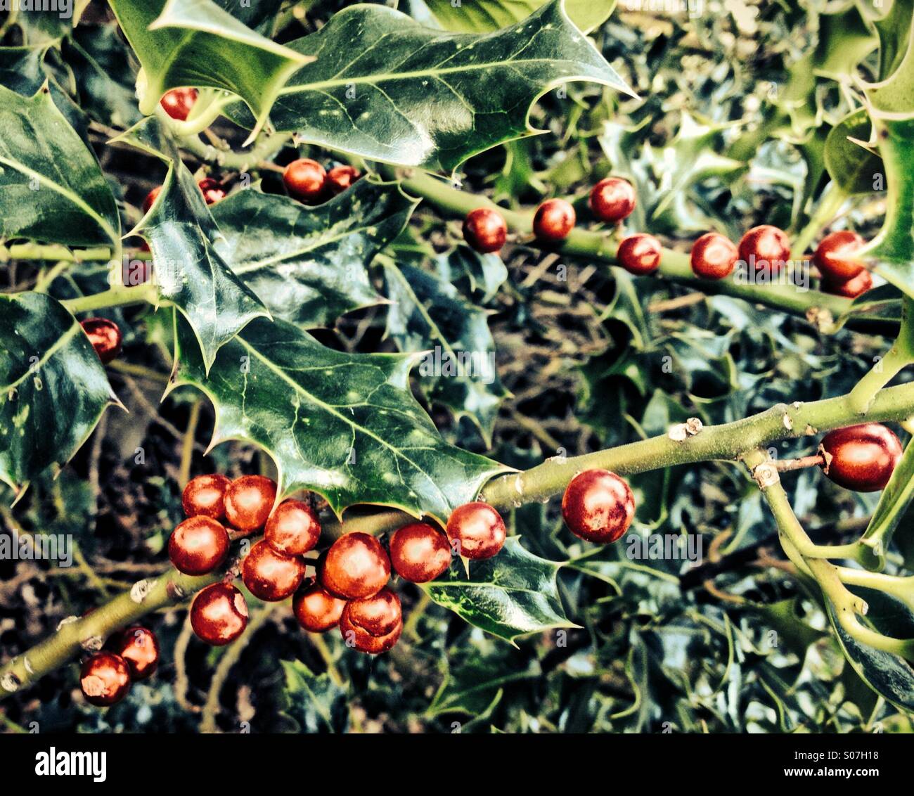 Holly tree - Smartphone Captured Stock Image