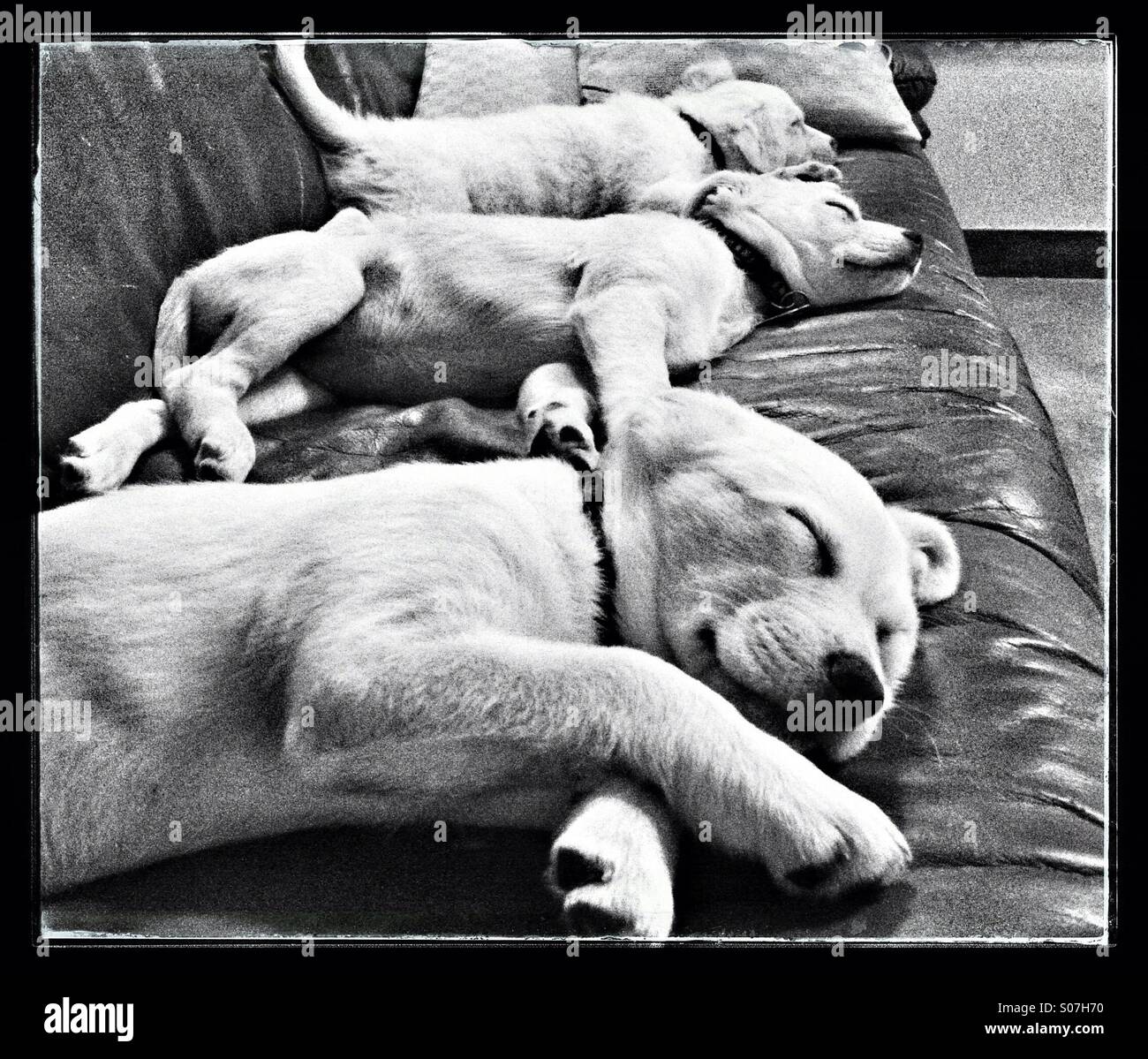 Tuckered out puppies at nap time. Stock Photo