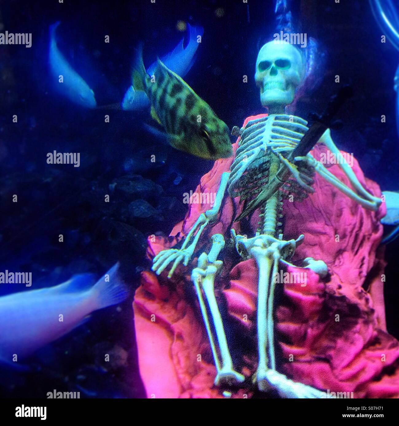 A skeleton of a man killed by a sword decorates a fish tank for Day of the Dead celebrations in la Embajada Jarocha restaurant in Colonia Roma, Mexico City,Mexico - Smartphone Captured Stock Image
