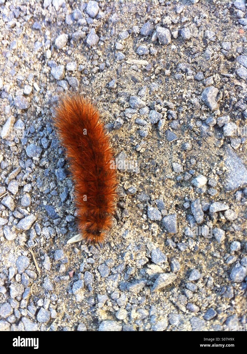 Larvae insect hi-res stock photography and images - Alamy