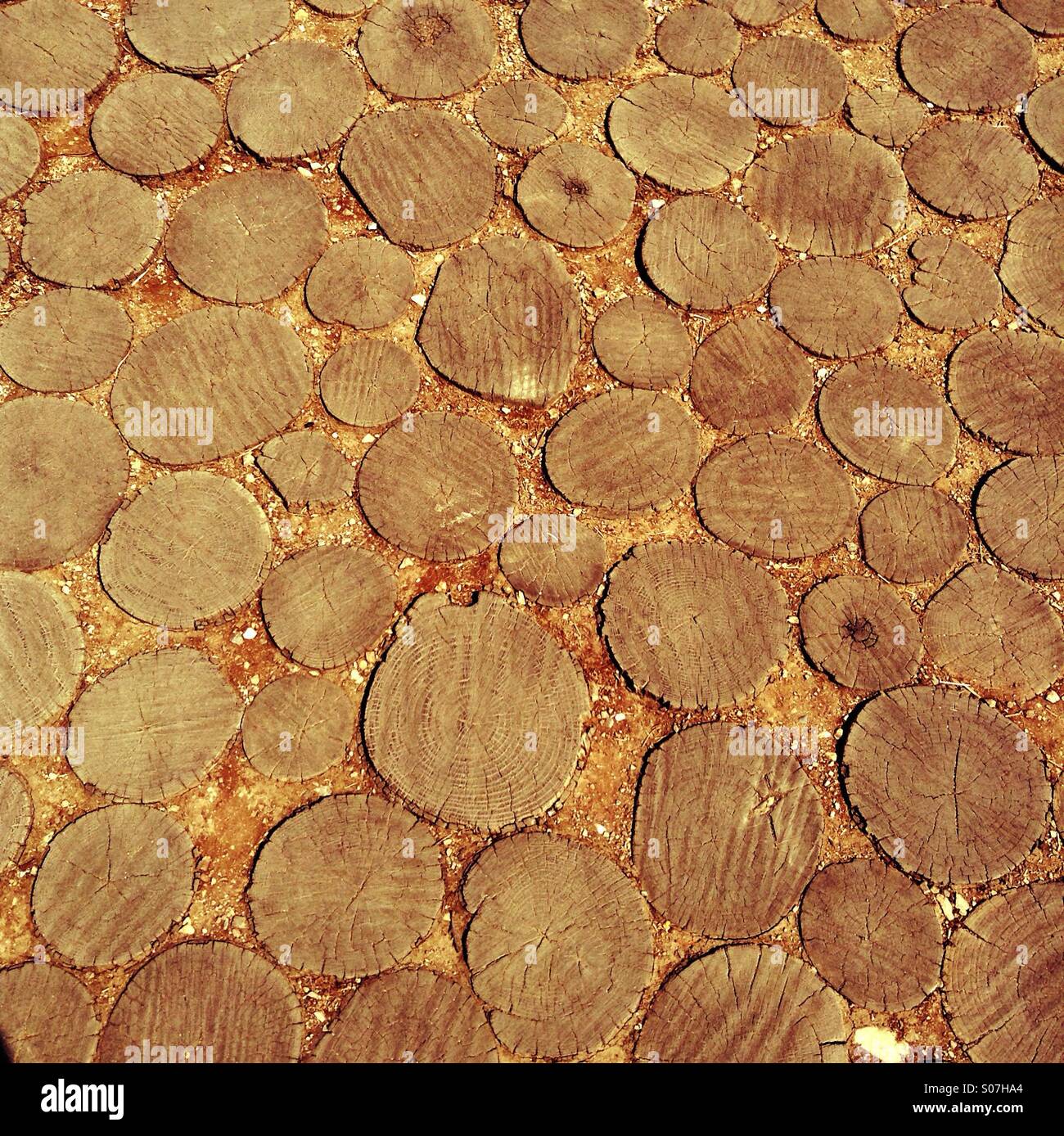 Path made from tree trunks - Smartphone Captured Stock Image