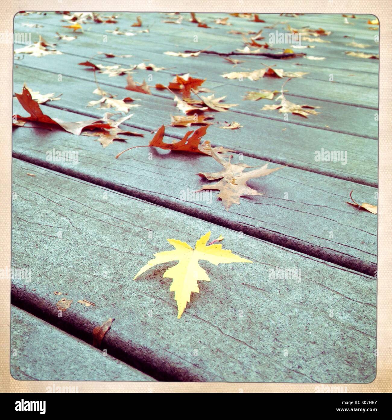 Single yellow maple leaf laying on a wooden deck - Smartphone Captured Stock Image