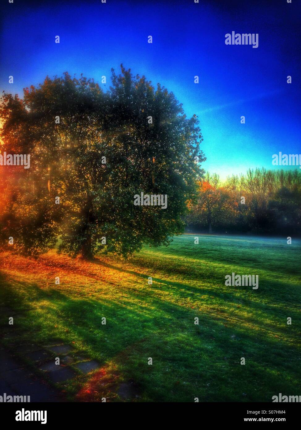 Low winter sun in the Park - Smartphone Captured Stock Image