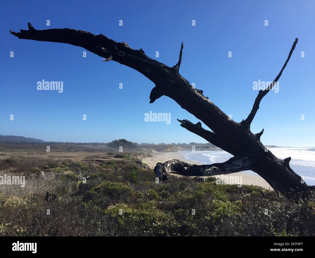 Burnt trunk, Ano Nuevo CA - Smartphone Captured Stock Image