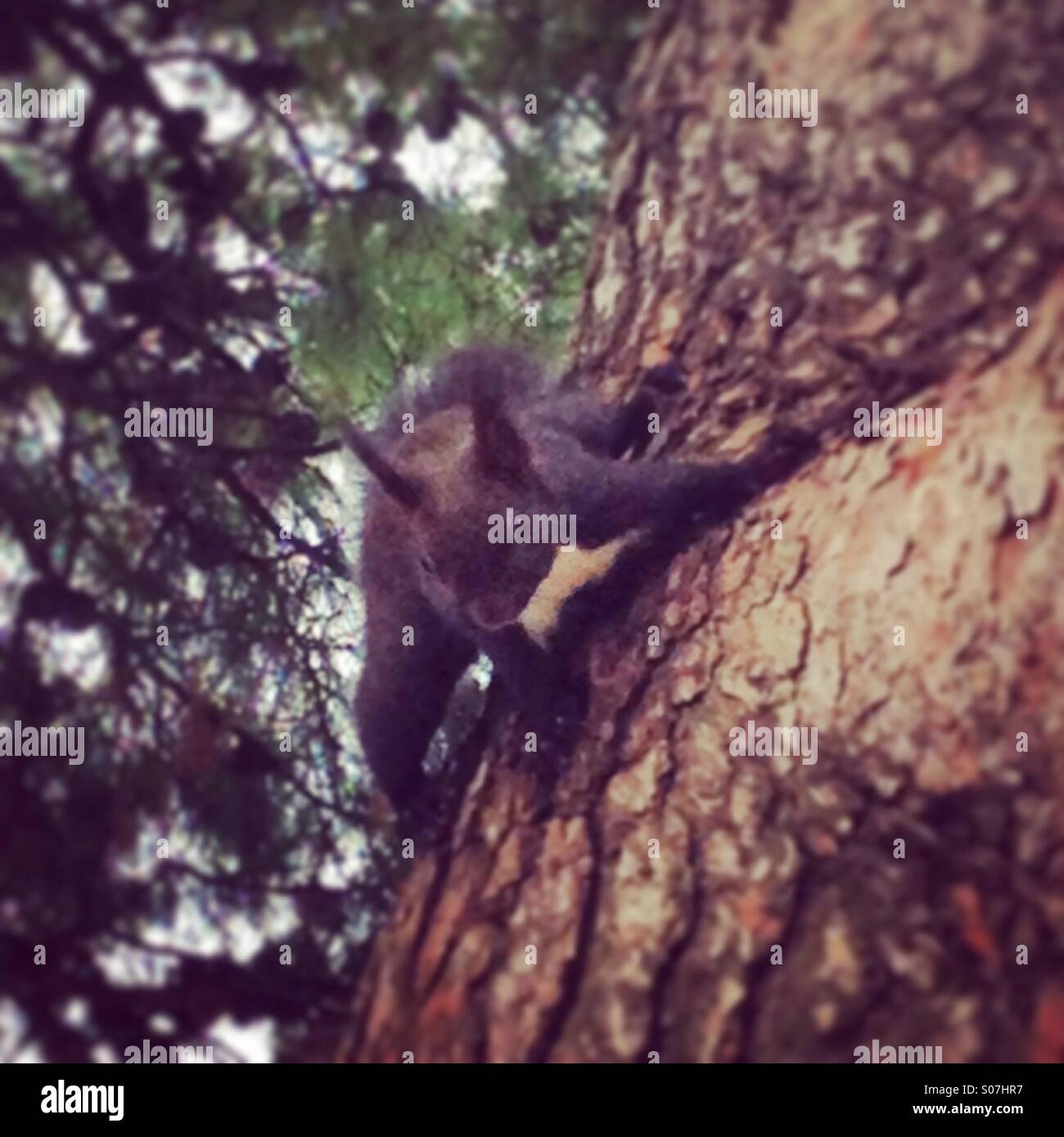 Squirrel on pine tree Stock Photo