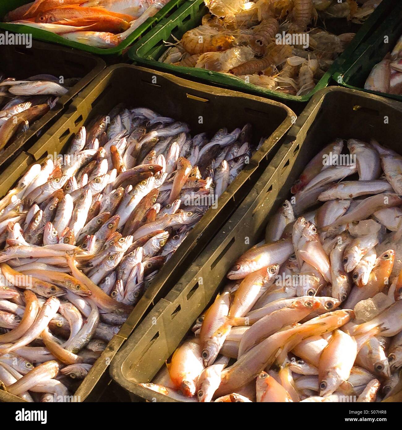 Fresh fish on fish market Stock Photo