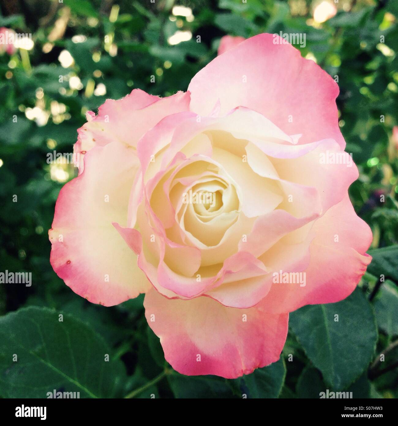 Pink rose in bloom - Smartphone Captured Stock Image